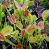 Przykladowe oferowane sztuki/ egzemplary plants 